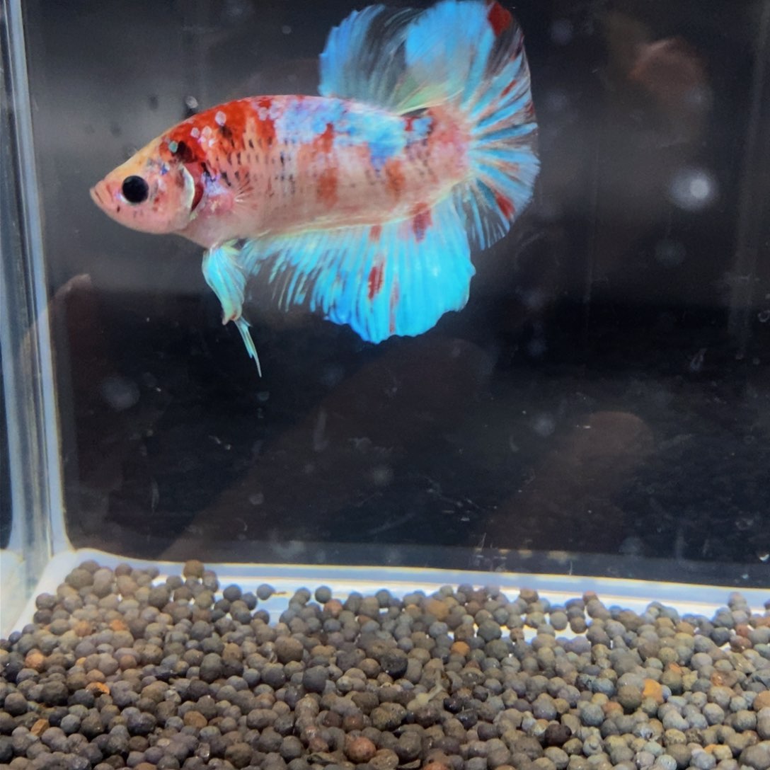 热带鱼公388巨斗