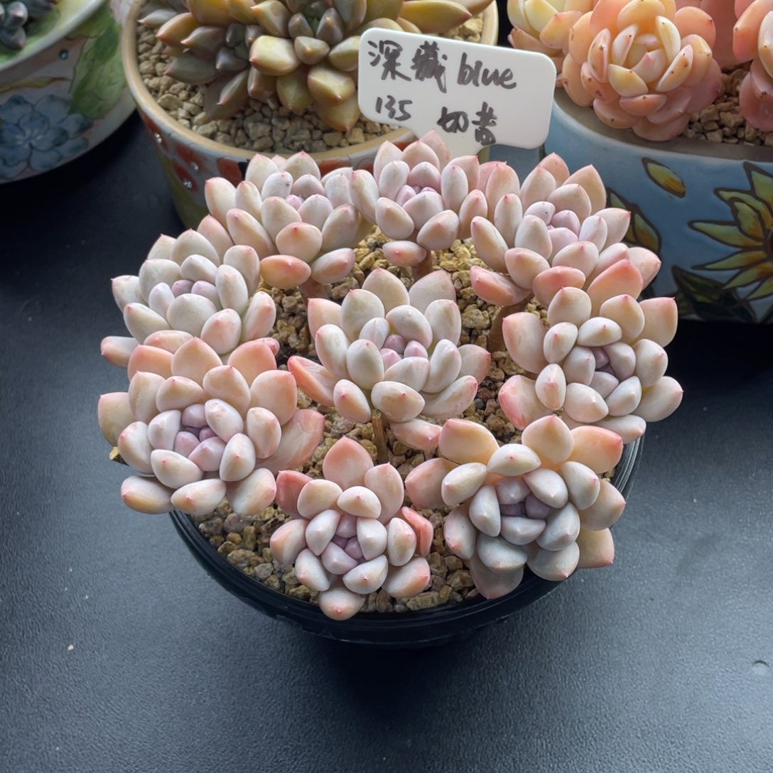 深****小孔孔精品多肉 奶昔