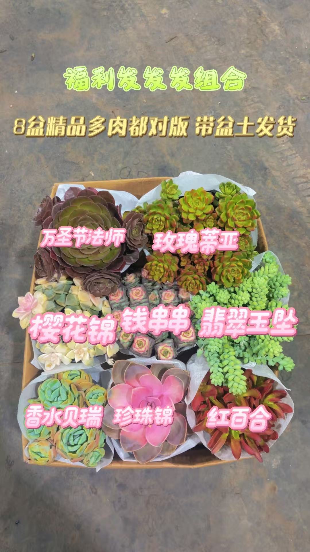 全家福满满一箱8大盆精品高品质多肉云南昆明基地直发带盆带土