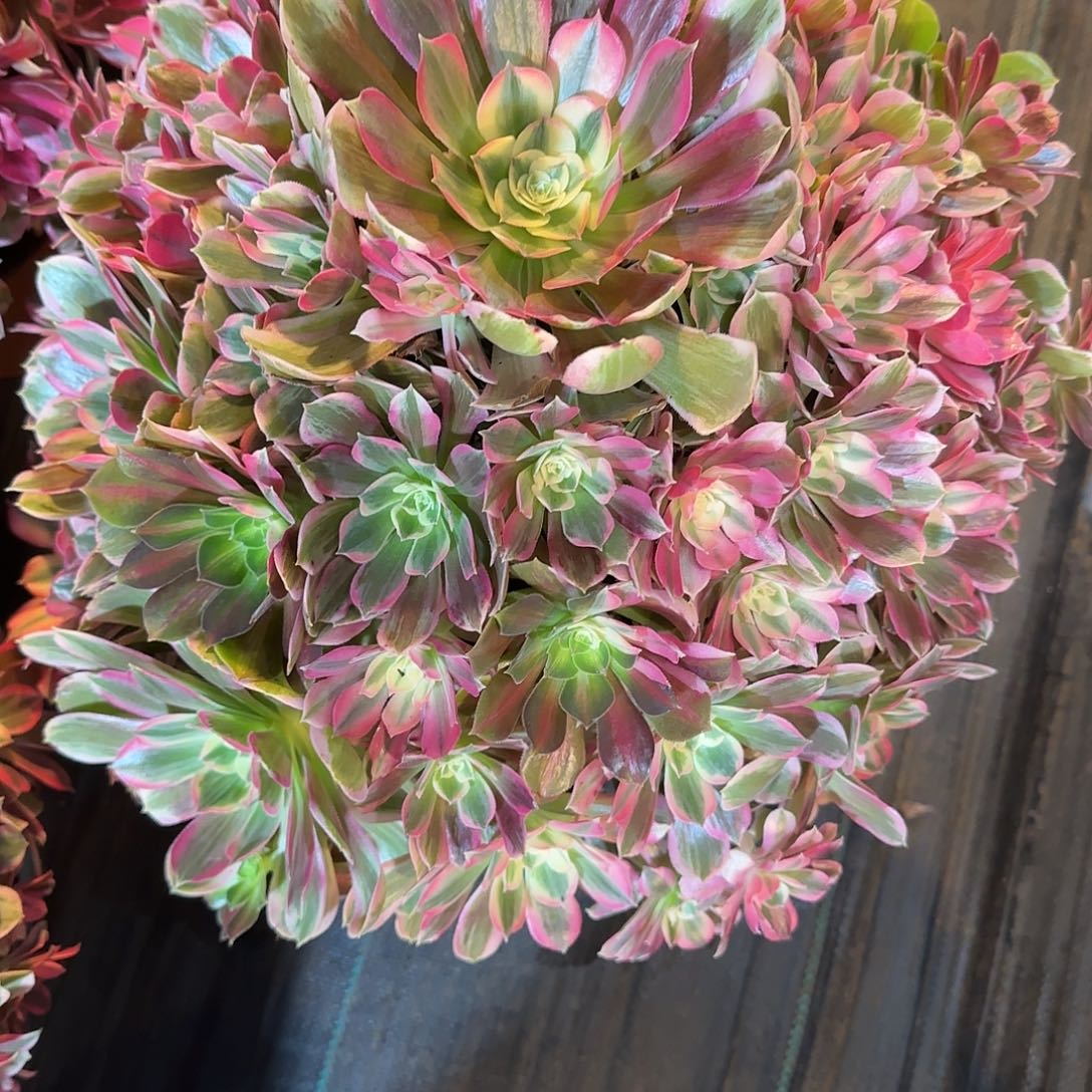 麻***子6090多肉男神多肉