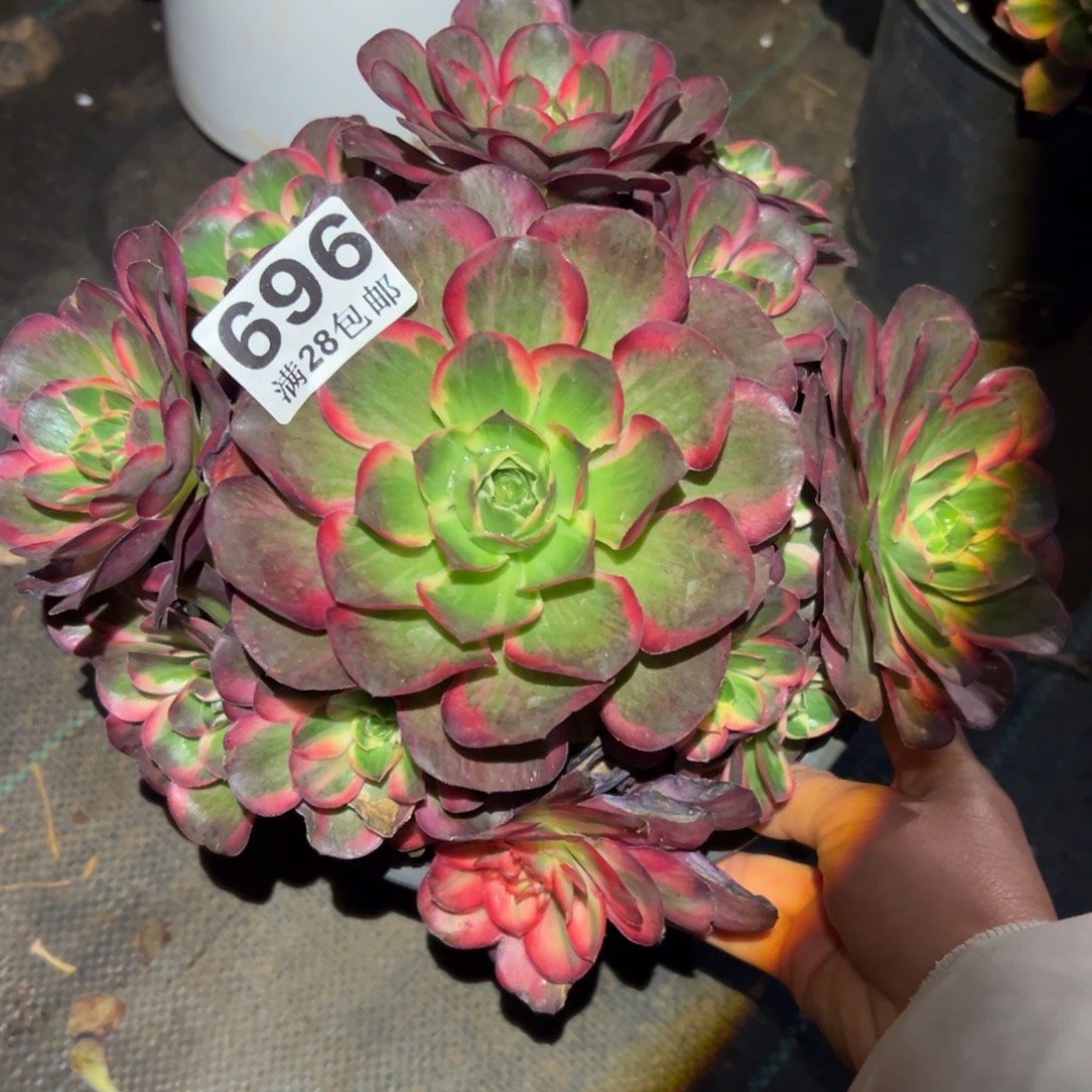 多肉植物696纳福的