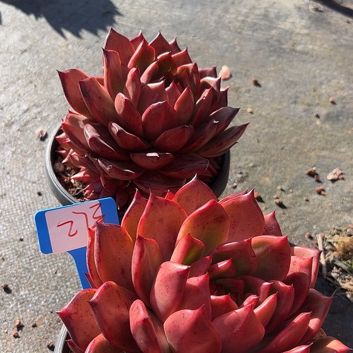 27罗刹带盆2个多肉