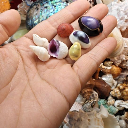 风***翁石材天然海螺贝壳