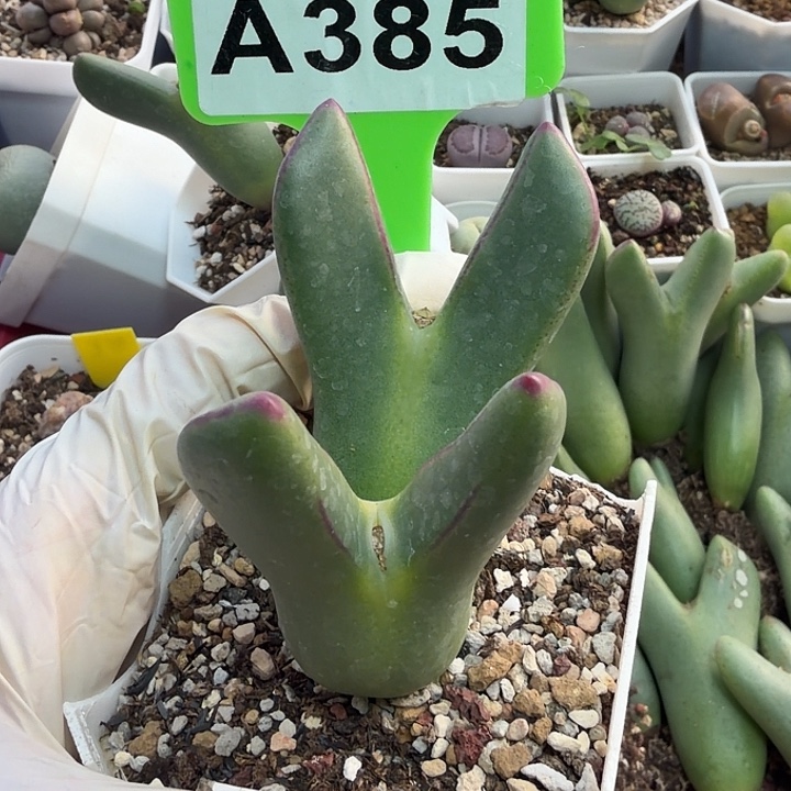 向***行385mmmmmmmmmmmmnnn