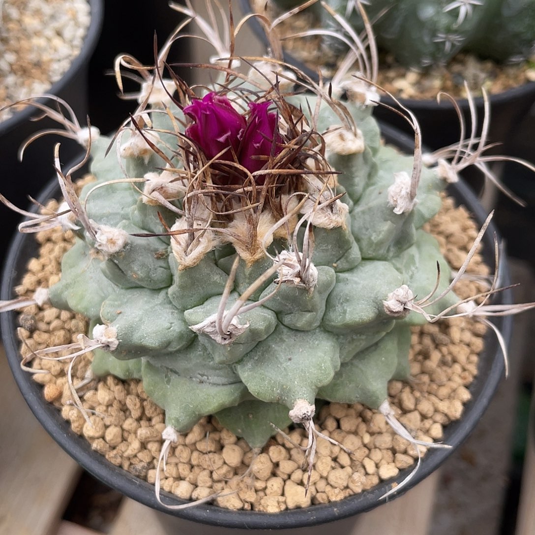 仙人球娇丽属赤花娇丽实生7.4厘米