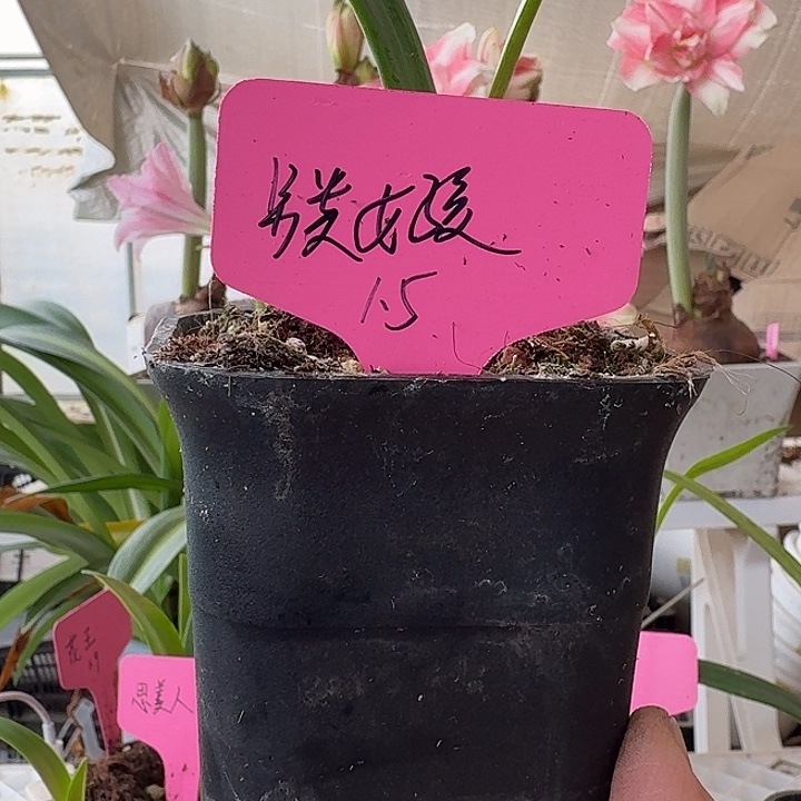 无花朵另类女孩朱顶红直径1.5