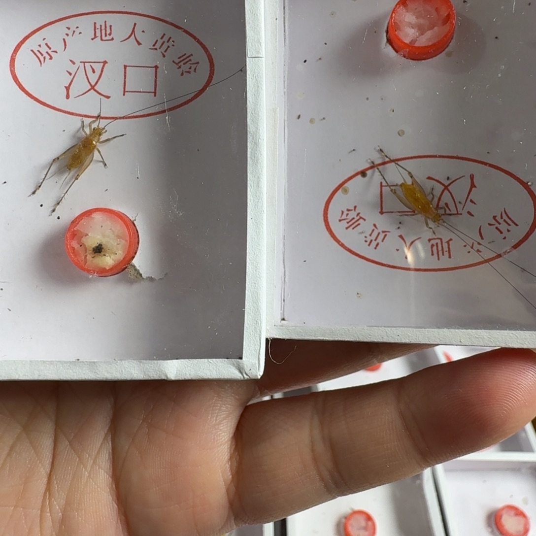 拍下发2只短须大黄龄