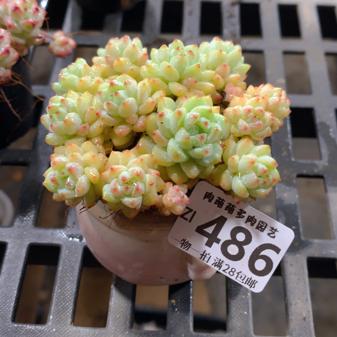 肉萌萌拇指盆精控多肉ZI486