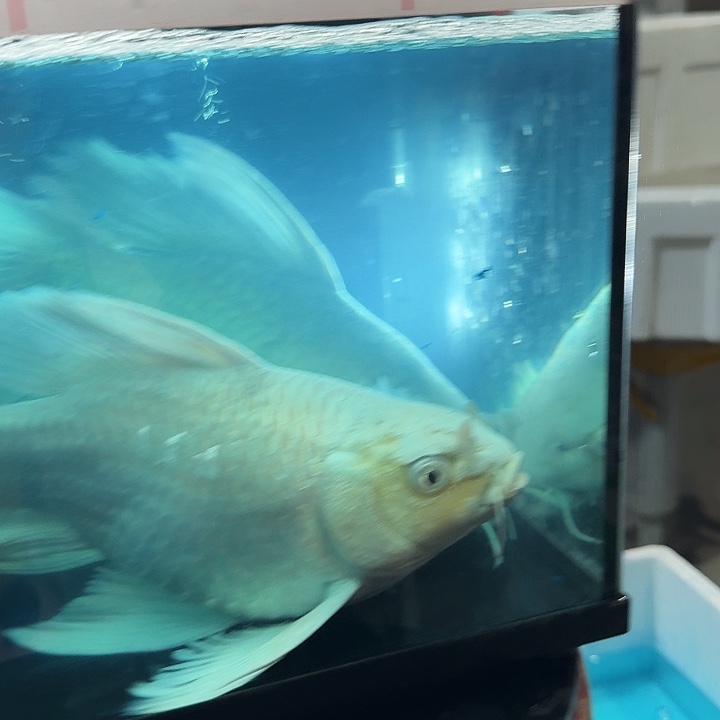 风***魂蝴蝶鲤鱼蝴蝶鲤包邮40微瑕