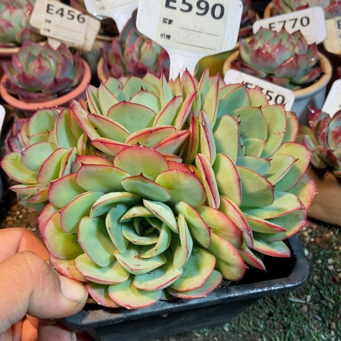 牡丹亭多肉植物保护590