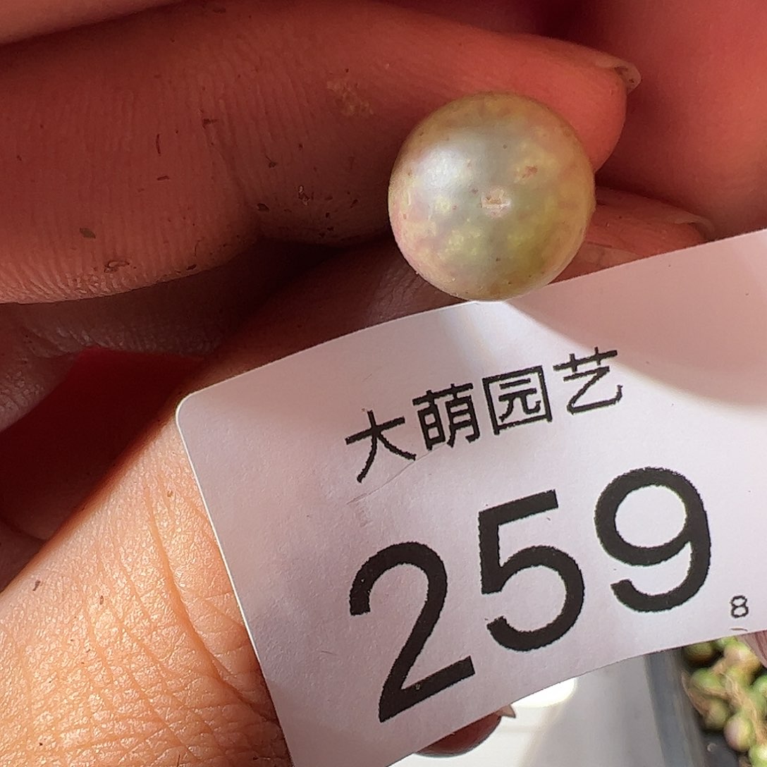 0000259 一物一拍……