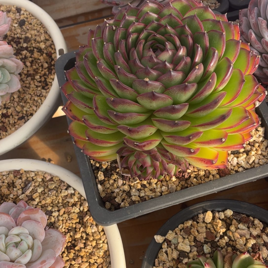 进****月亮石一物一拍链接