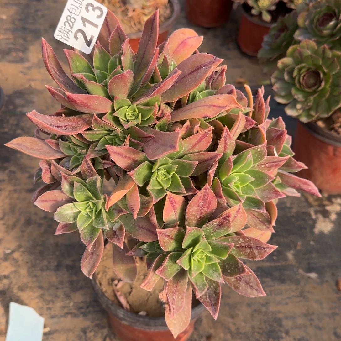 红叶多肉213满28包邮断枝不包