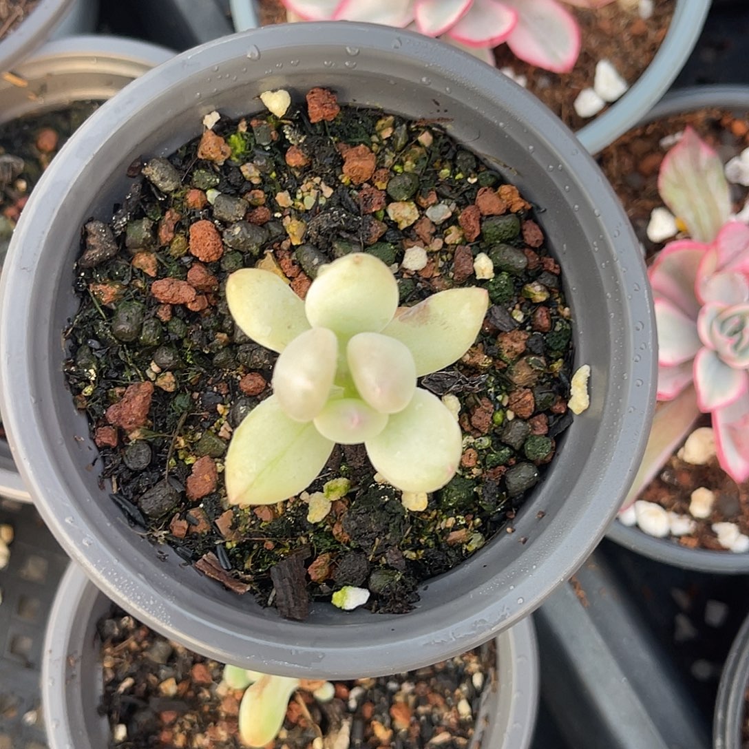 医***辰尚品园艺三日月美人锦