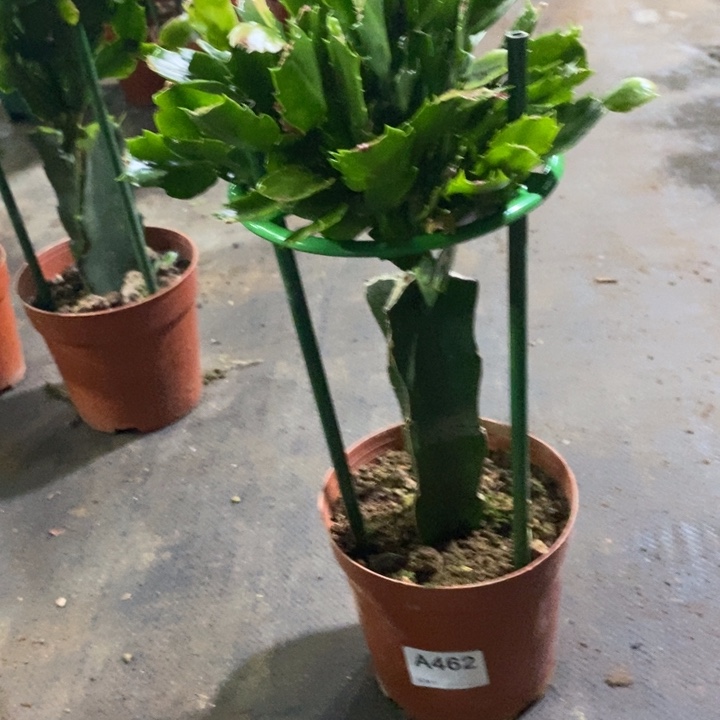 当前无花栽培后可以开花优**身462嫁接060