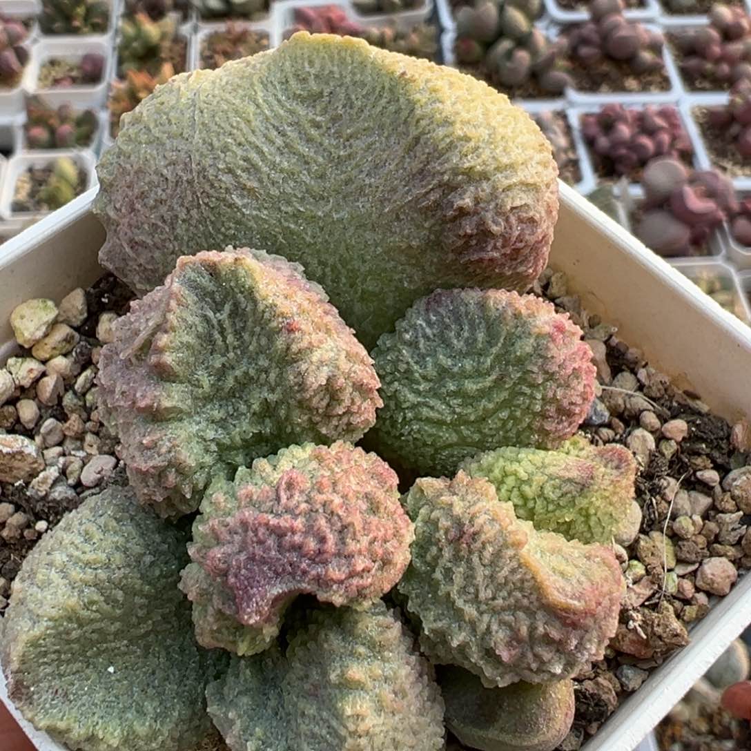 巨猪宝水泡桩多肉植物