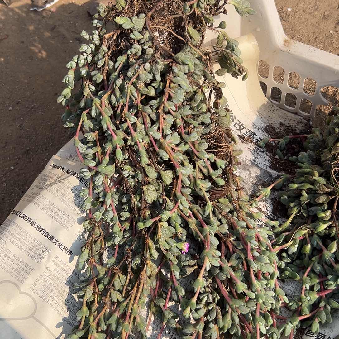 多肉植物碧玉莲群