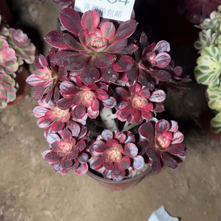 8934香奈儿多肉植物