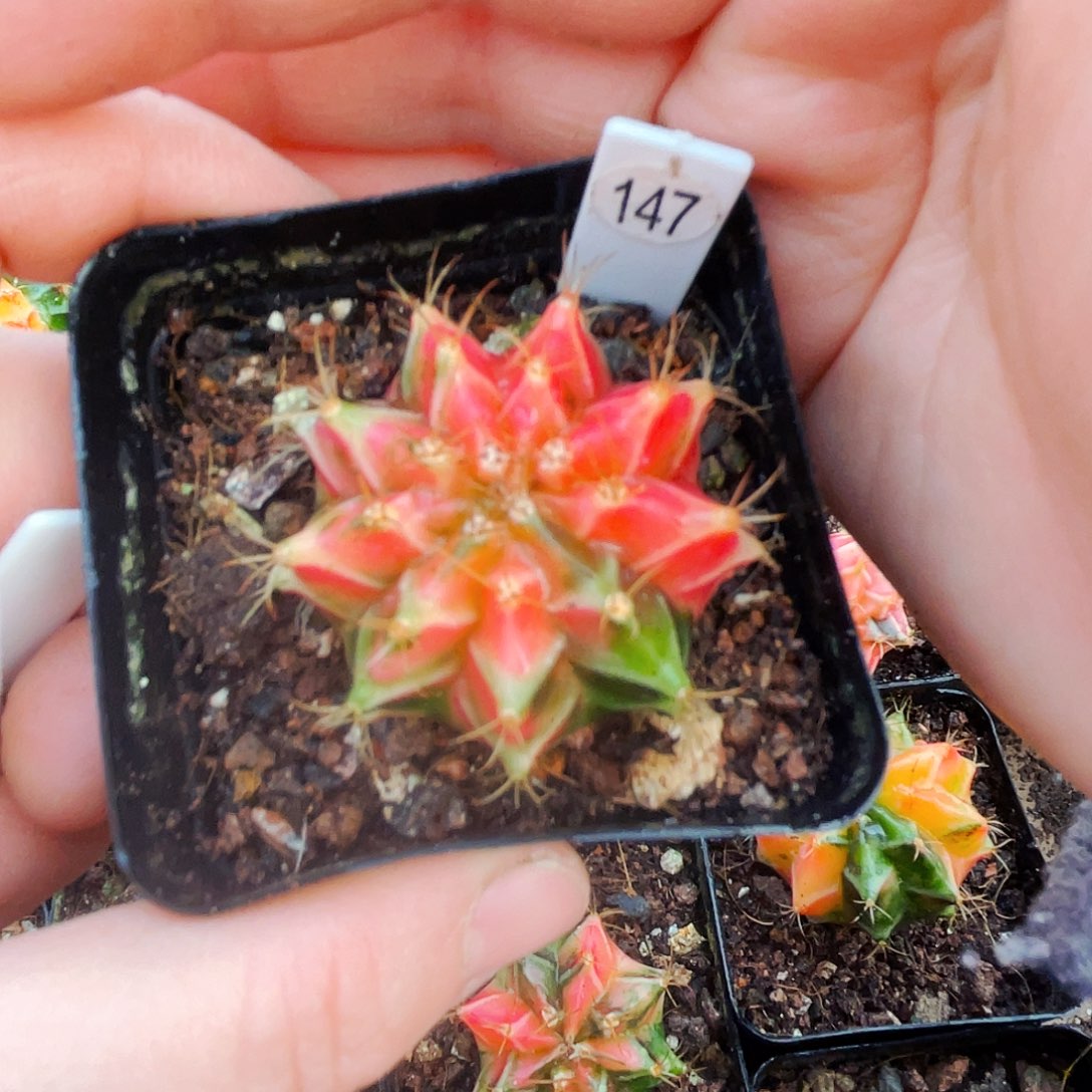 非偏远地区满25包邮仙人球