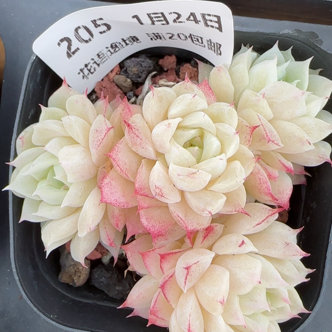 花语逸境0124-205