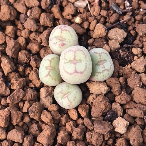 多肉肉锥 白花猴脸