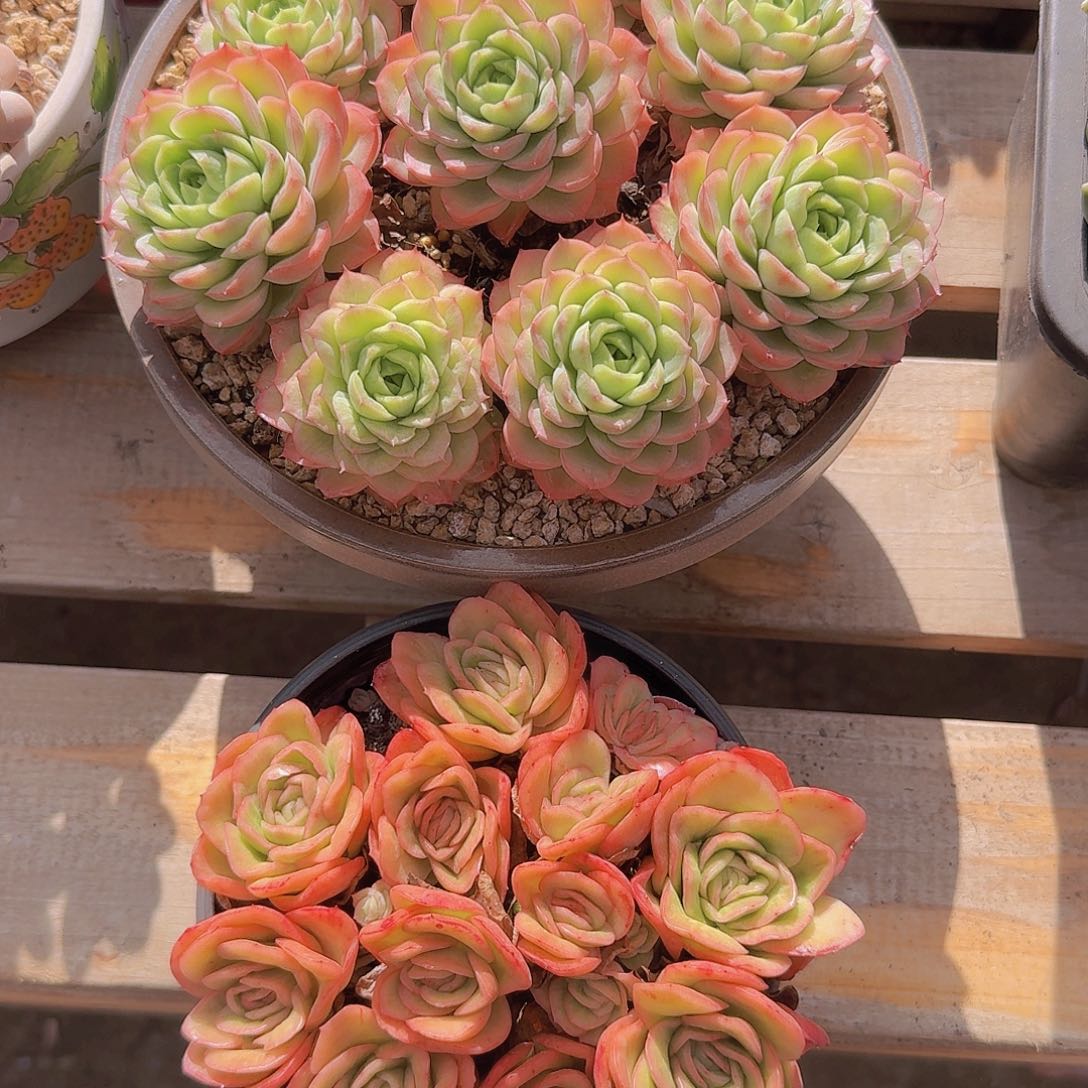 嘉***馨辣椒冰玫瑰一物一拍