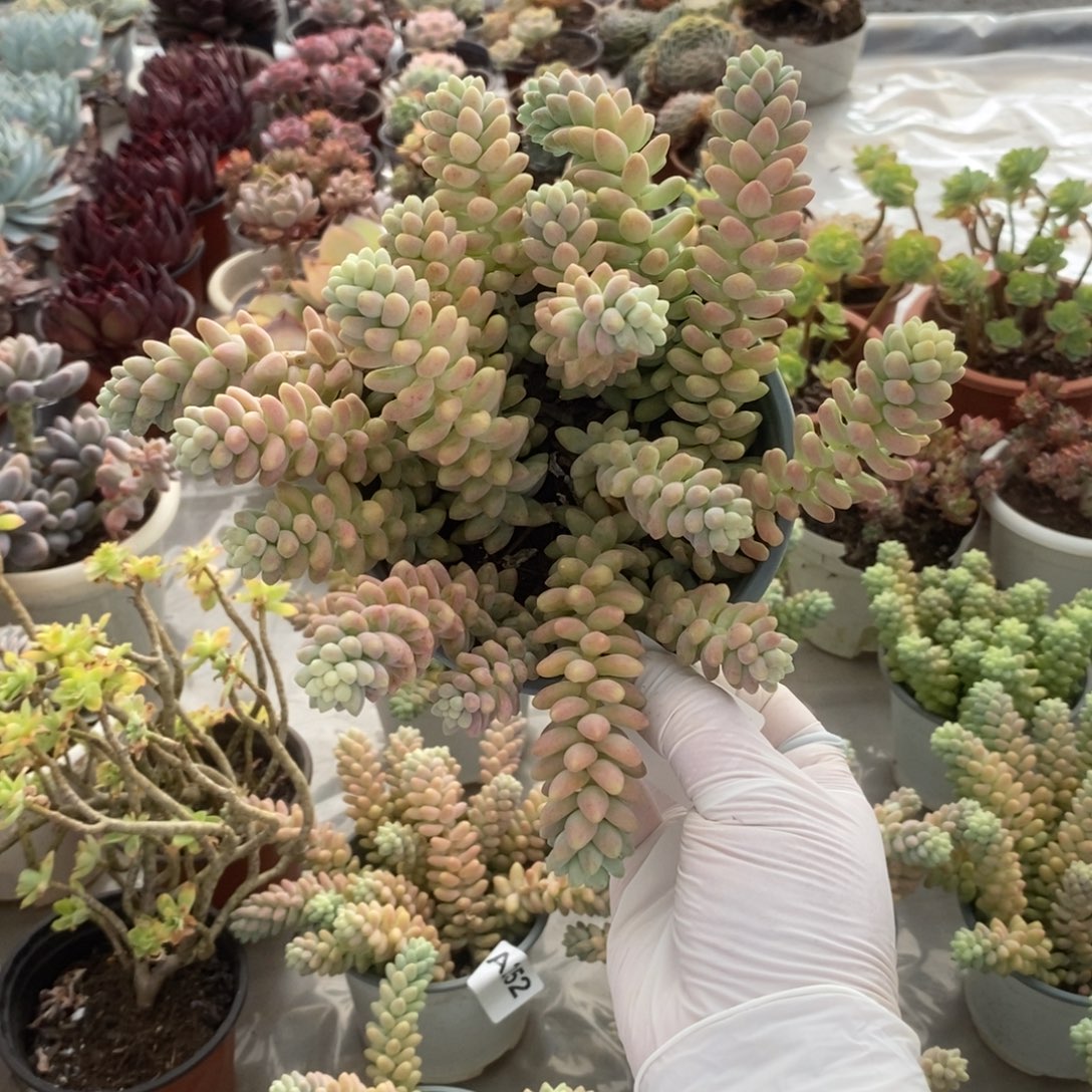 4527彩虹玉坠一物一拍