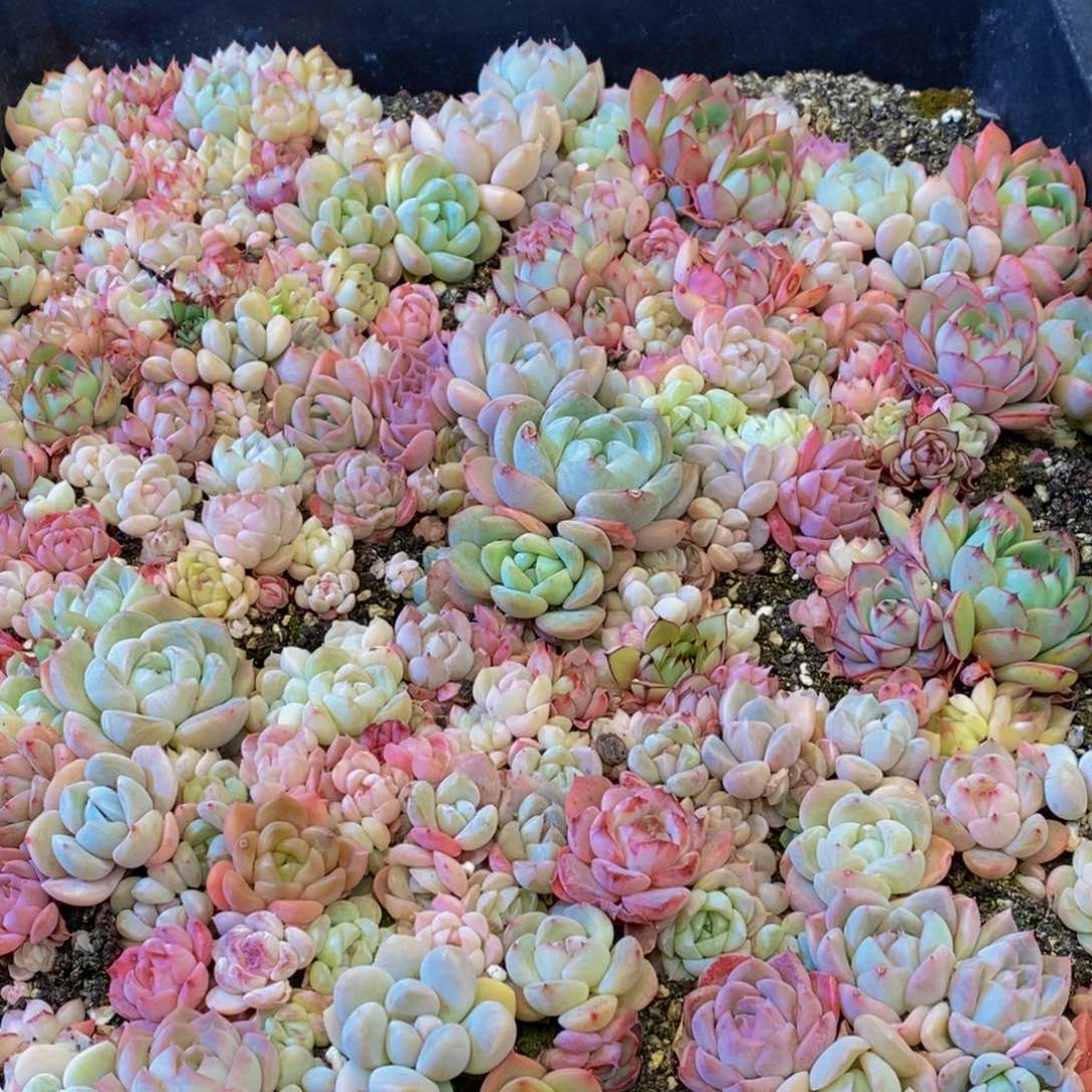 504多肉植物保护研究所所长助理研究员