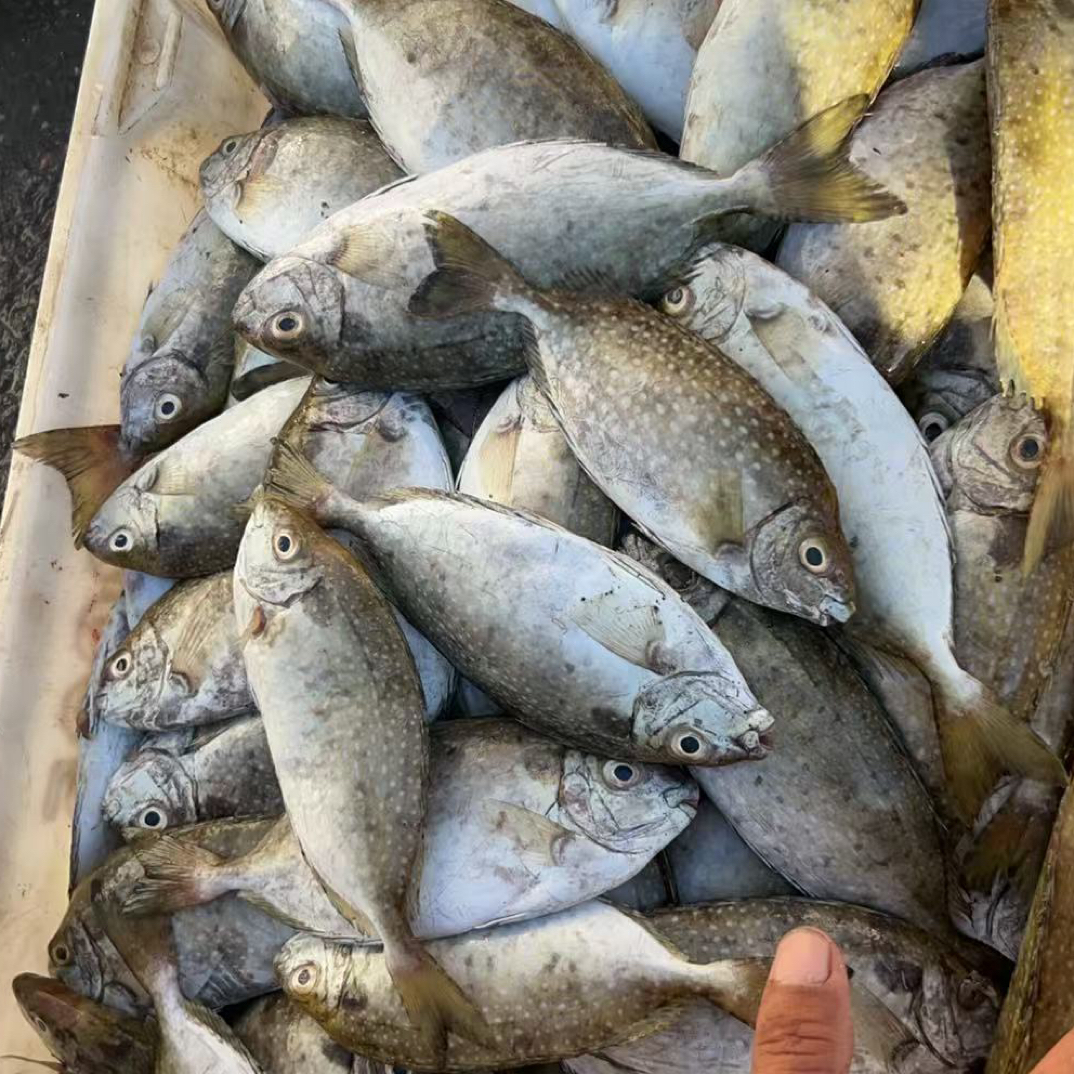 天然海埔泥猛省外不包邮