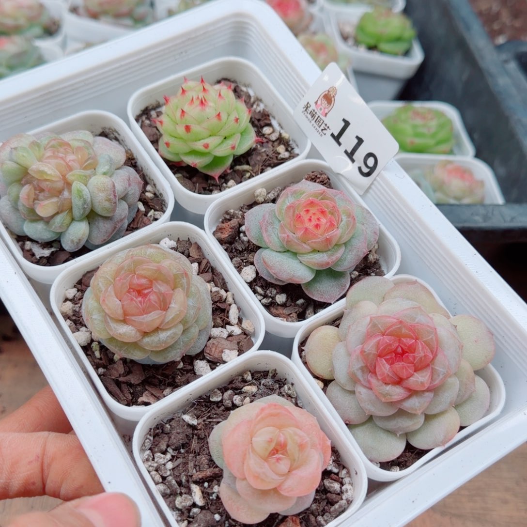 溺****多肉植物多肉植物