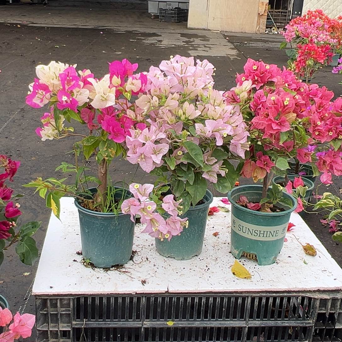 大部分花苞少量开放金心双色，苹果花，米罗组合
