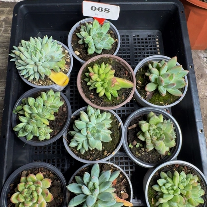 068多肉植物一物一拍