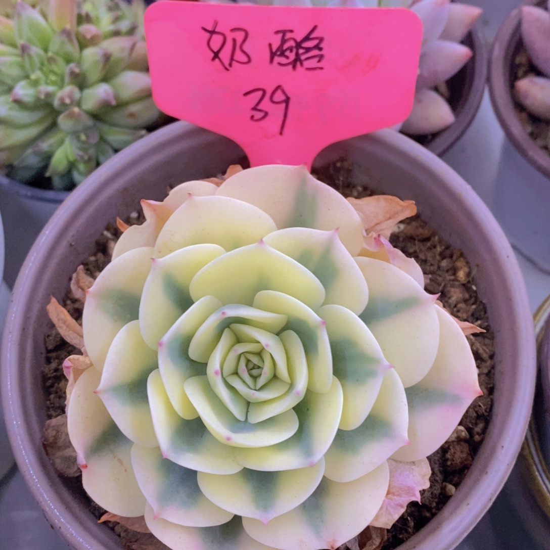 开心多肉，一物一拍，一单包邮，满5给1