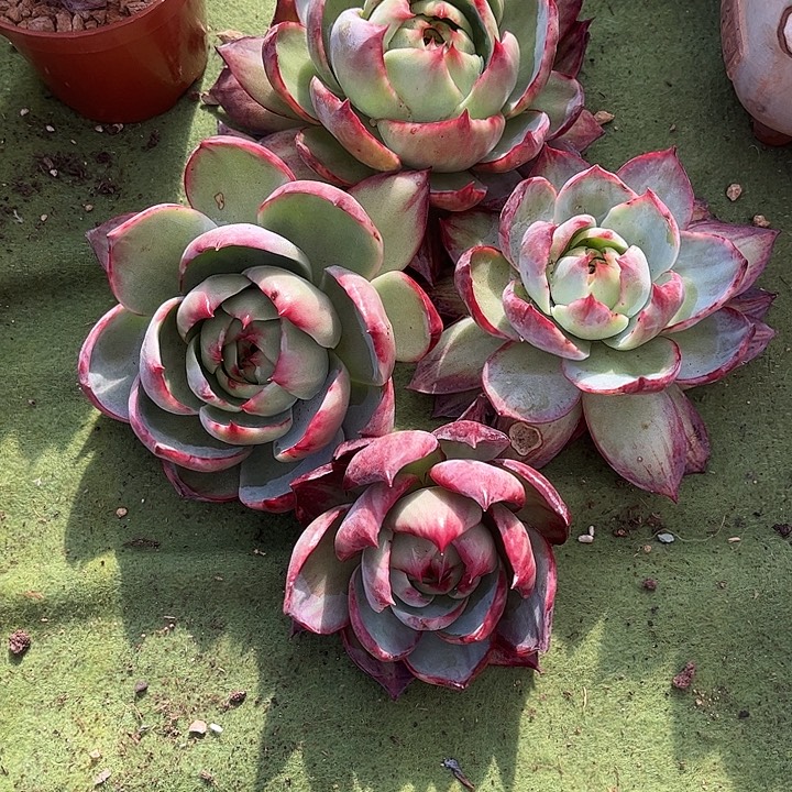 惊鸿仙子多肉植物50的有4颗