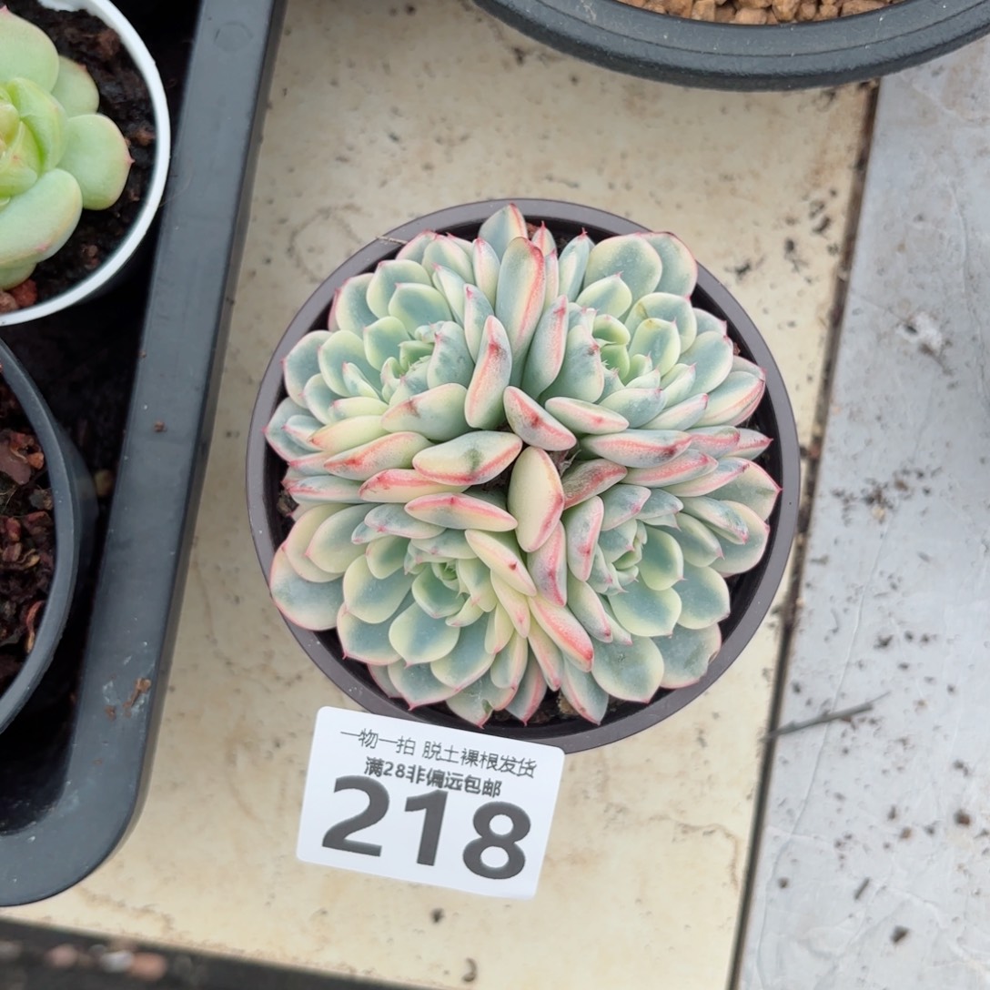 姬莲锦整群多肉多肉多肉