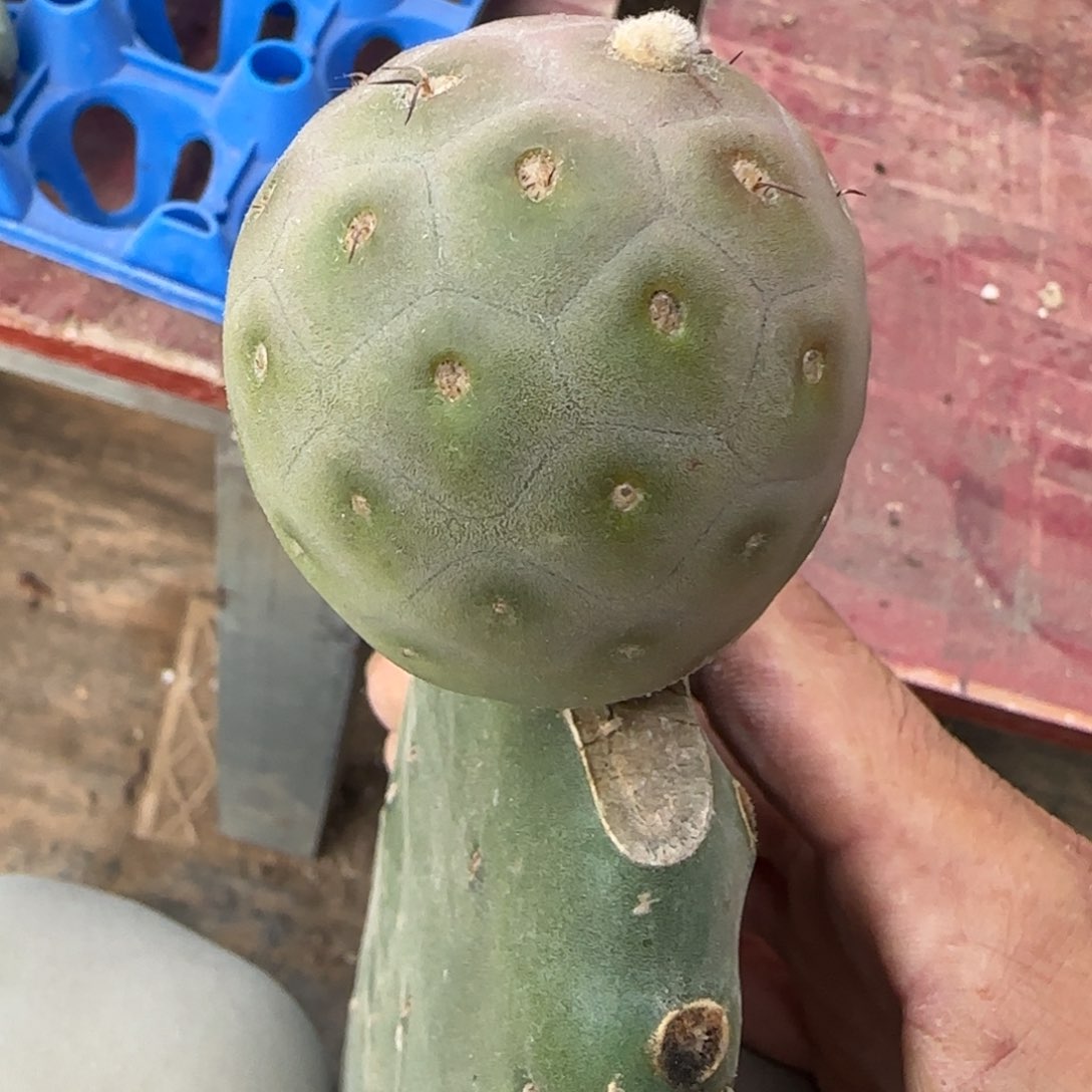 【闪购商品】无花朵圆球洞洞666