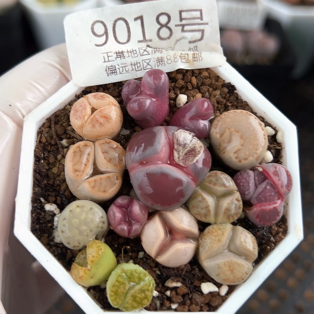 9018奔奔加小怪12颗o o o