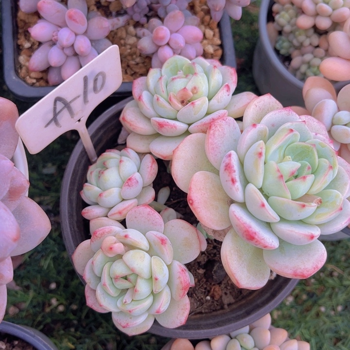 健健康康平平安安