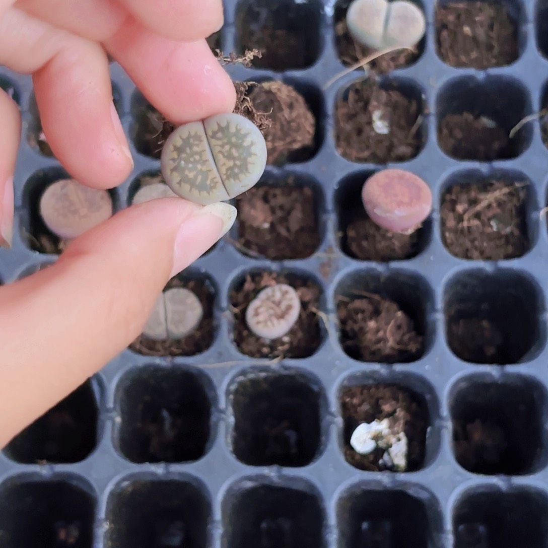 精品小穴苗生石花2米2颗