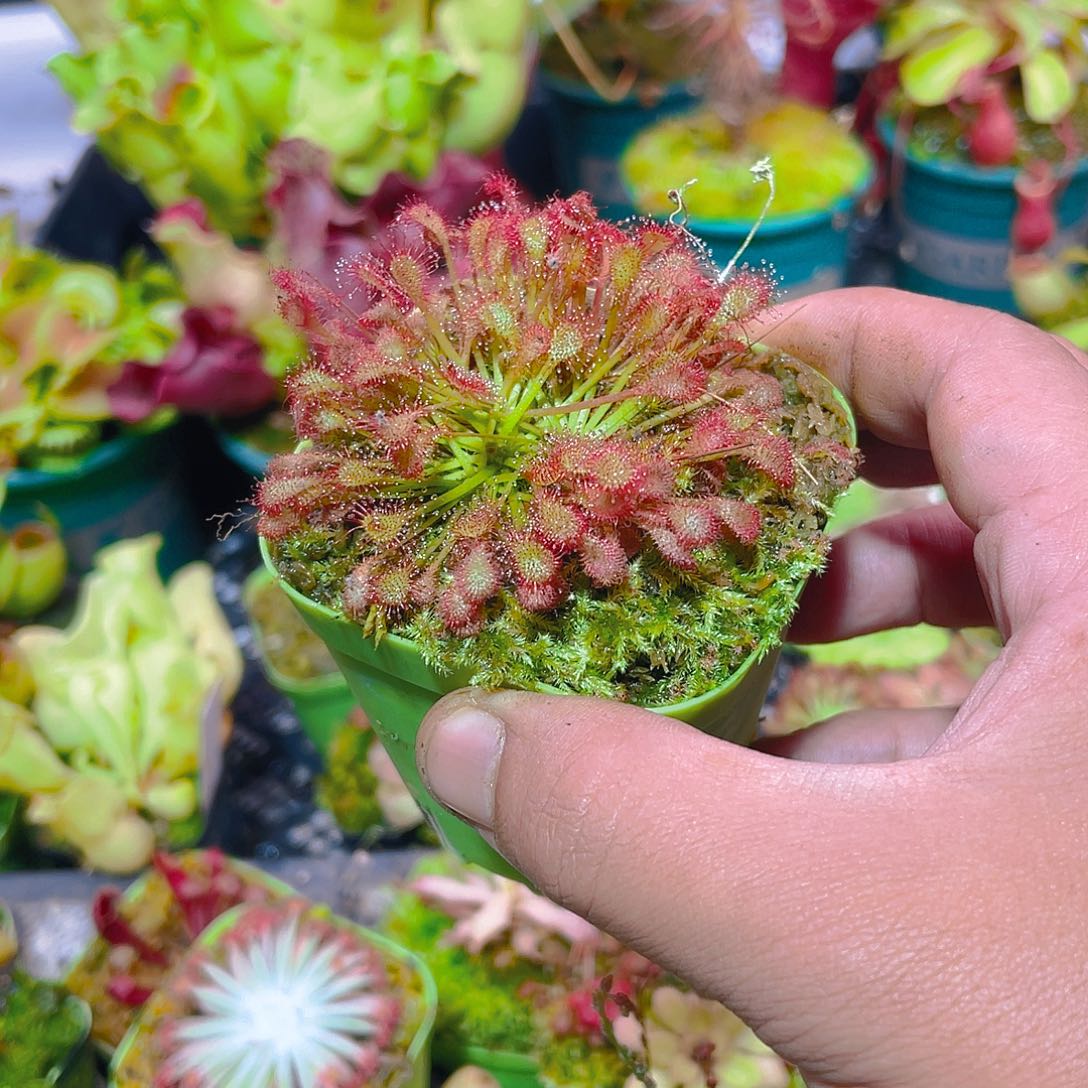 完全开放绒毛茅膏菜