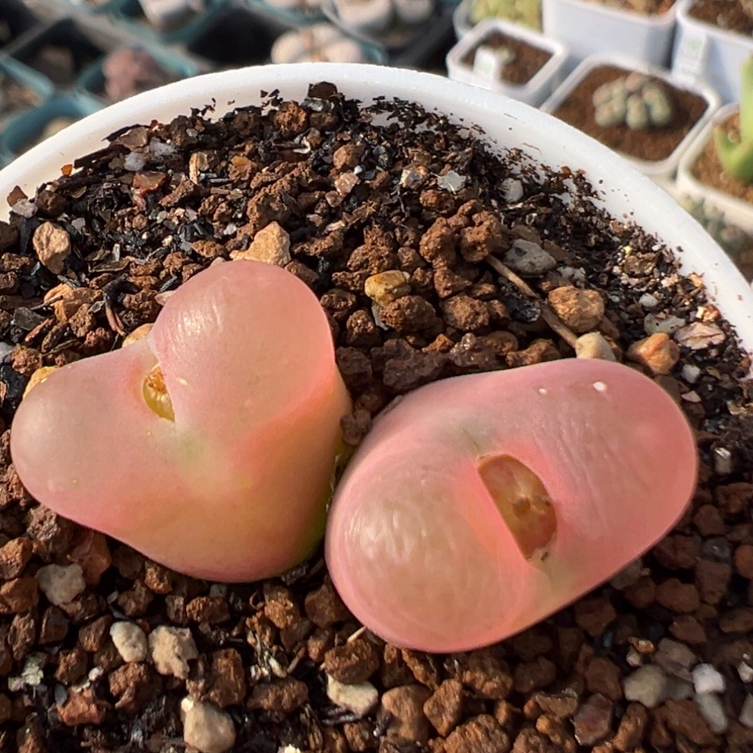 54多肉植物百科植物