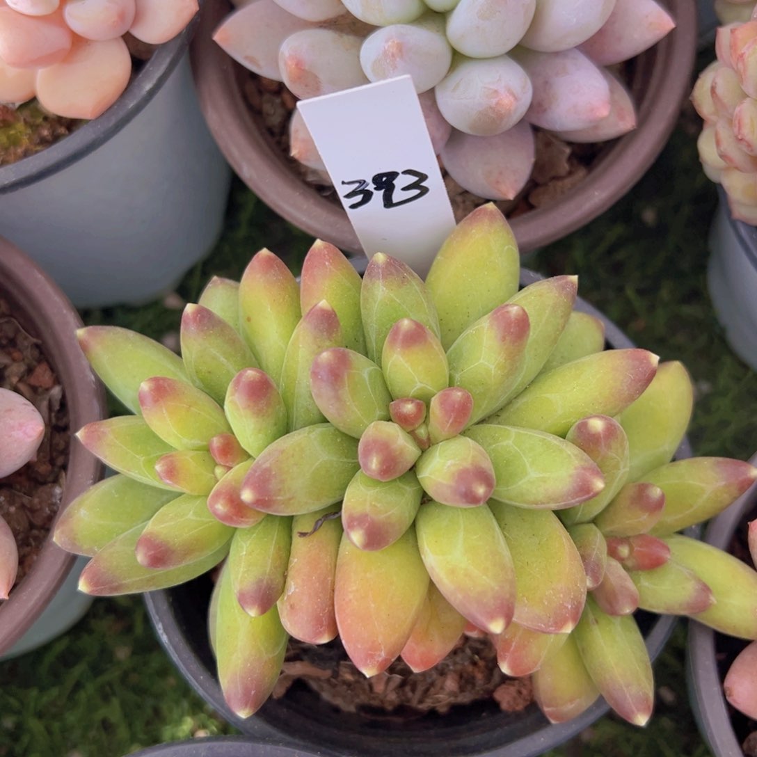 香玉的故事是一个人的故事