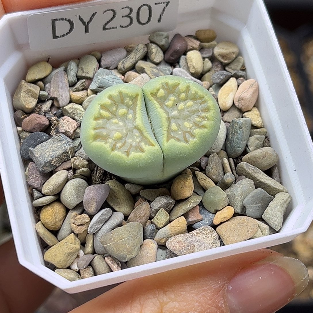 一物一拍绿菊2307