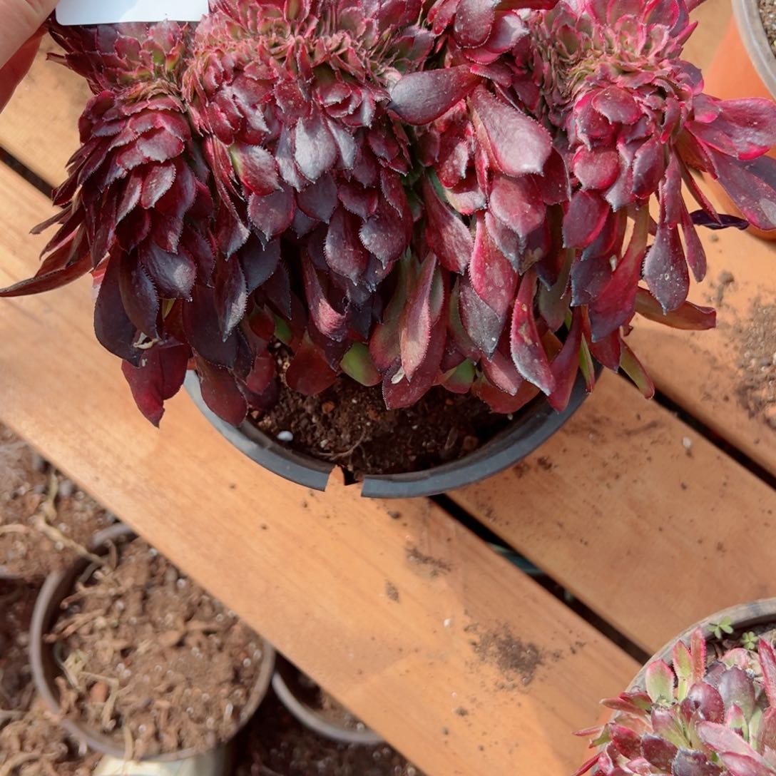 我3298 号多肉多肉法师新年福利