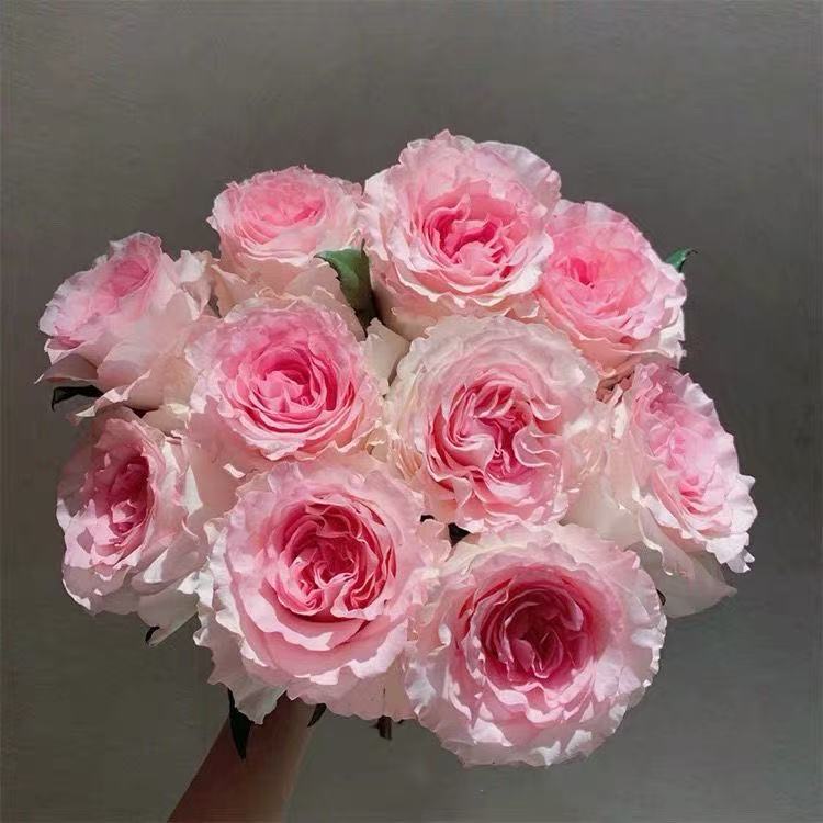 洛神月季玫瑰 中苗