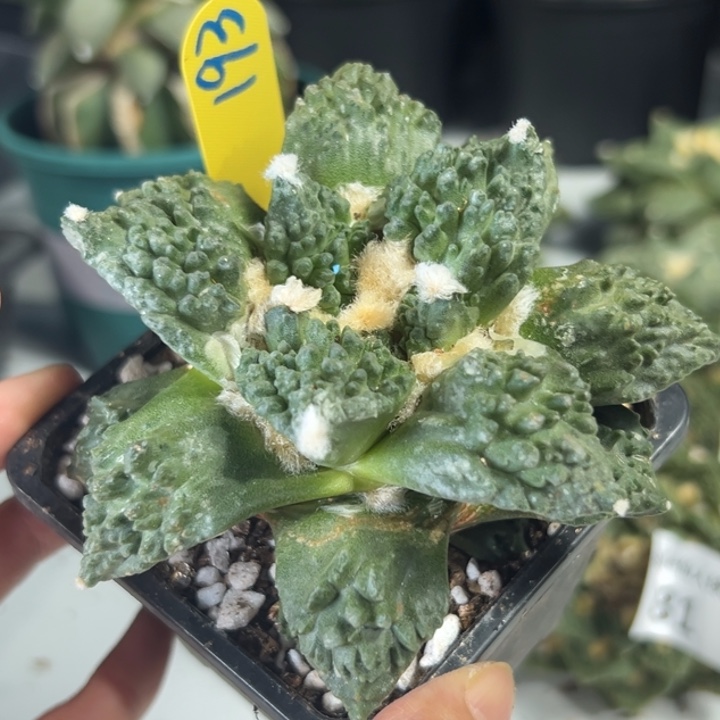 193带根脱土发货