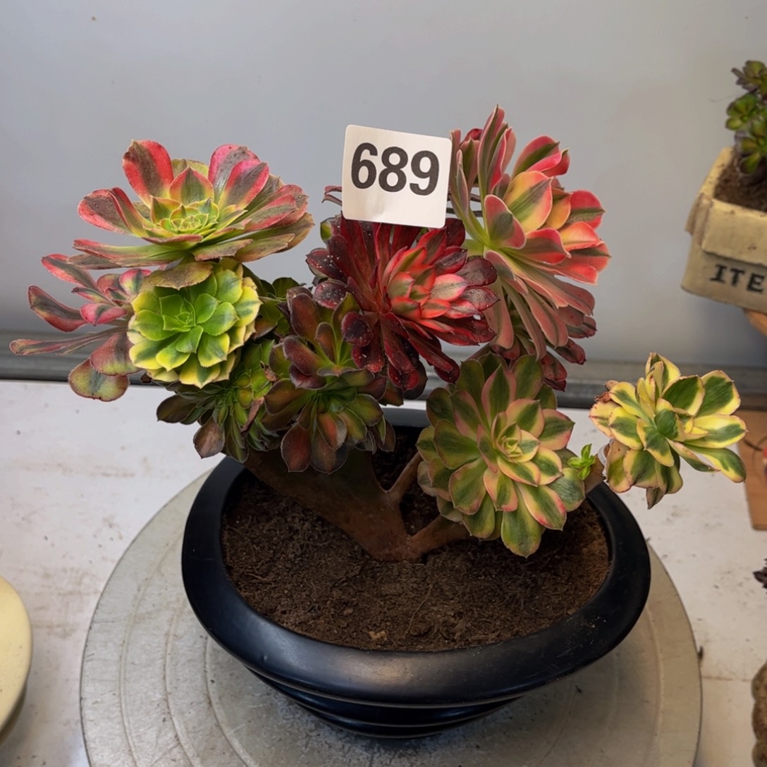 多肉植物缀化嫁接689