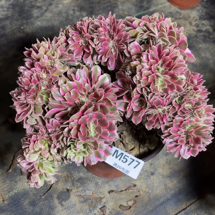 瑞妈，。。。。。。。577。女巫缀，