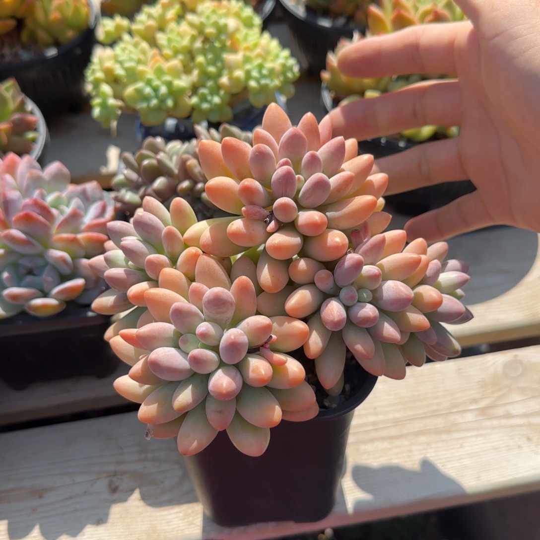粉色恋人五十包邮老桩