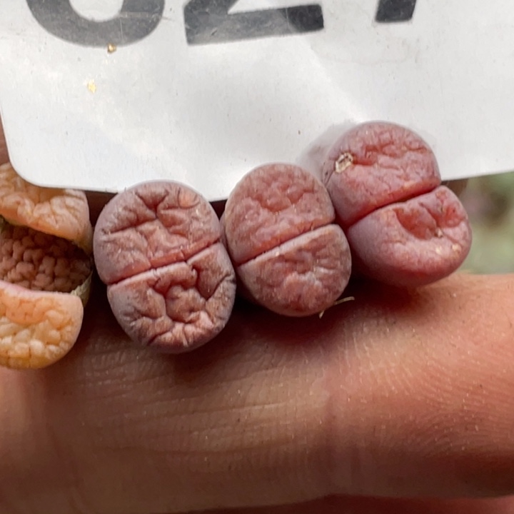 完全开放828阿克塞尔玫瑰